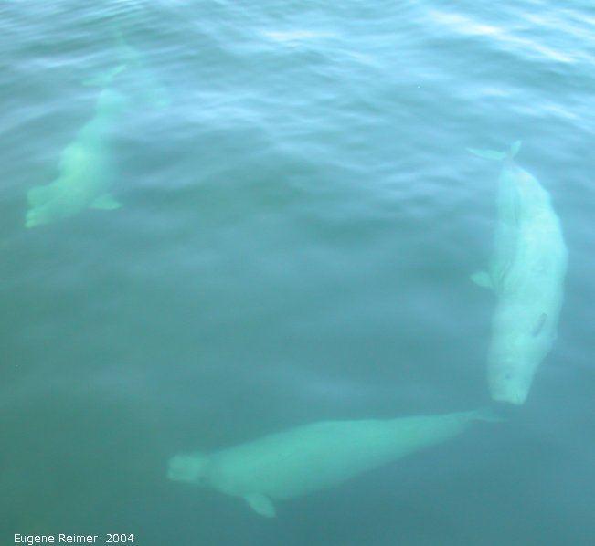 IMG 2004-Jul16 at the Wales & Whales Tour (FortPrinceOfWales+Beluga whaleWhales):  Beluga whale (Delphinapterus leucas) several underwater