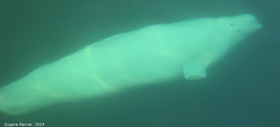 IMG 2004-Jul16 at the Wales & Whales Tour (FortPrinceOfWales+Beluga whaleWhales):  Beluga whale (Delphinapterus leucas) underwater