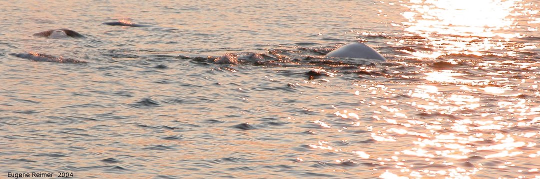 IMG 2004-Jul16 at the Wales & Whales Tour (FortPrinceOfWales+Beluga whaleWhales):  Beluga whale (Delphinapterus leucas) under setting sun