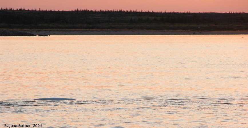 IMG 2004-Jul16 at the Wales & Whales Tour (FortPrinceOfWales+Beluga whaleWhales):  Beluga whale (Delphinapterus leucas) under setting sun