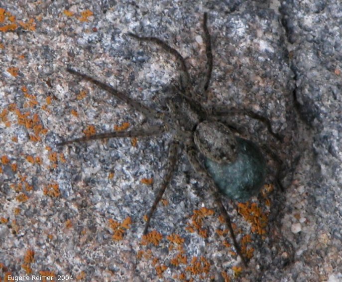 IMG 2004-Jul17 at town of Churchill:  Common dock spider (Dolomedes sp) with blue egg-sac
