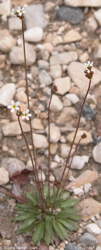 IMG 2004-Jul17 at the NorthernStudiesCentre:  Pygmy-flower (Androsace septentrionalis) in parking-lot