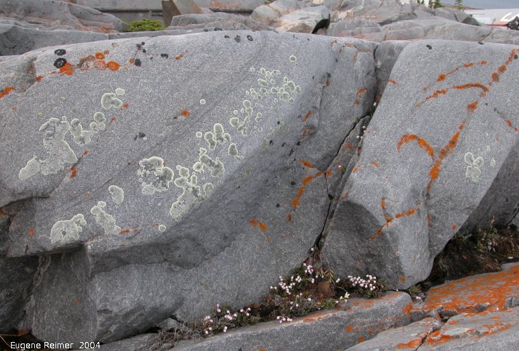 IMG 2004-Jul17 at CoastRd (afternoon):  Lichen (Lecanorales sp) on rock looking like written language