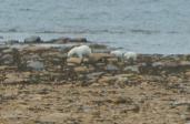 Polar bear: with 2 cubs on shore