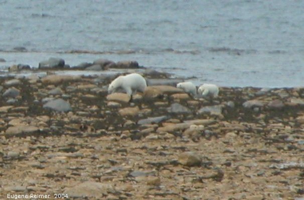 IMG 2004-Jul17 at CoastRd and side-roads:  Polar bear (Ursus maritimus) with 2 cubs on shore