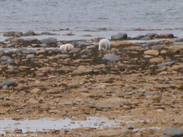 IMG 2004-Jul17 at CoastRd and side-roads:  Polar bear (Ursus maritimus) with 2 cubs on shore backsides