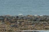 Polar bear: with 2 cubs on shore