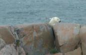 Polar bear: peeking over rocks