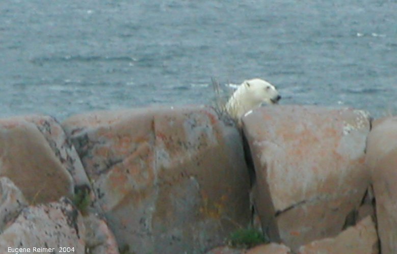 IMG 2004-Jul17 at CoastRd and side-roads:  Polar bear (Ursus maritimus) peeking over rocks