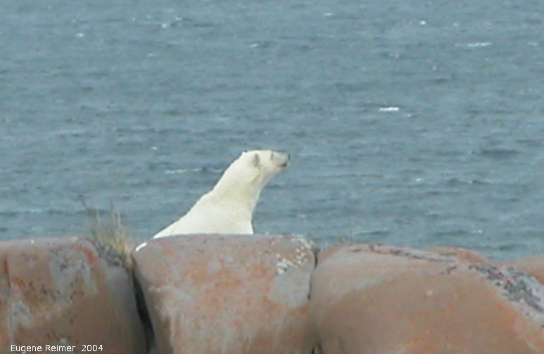 IMG 2004-Jul17 at CoastRd and side-roads:&nbsp; Polar bear (Ursus maritimus) peeking over rocks