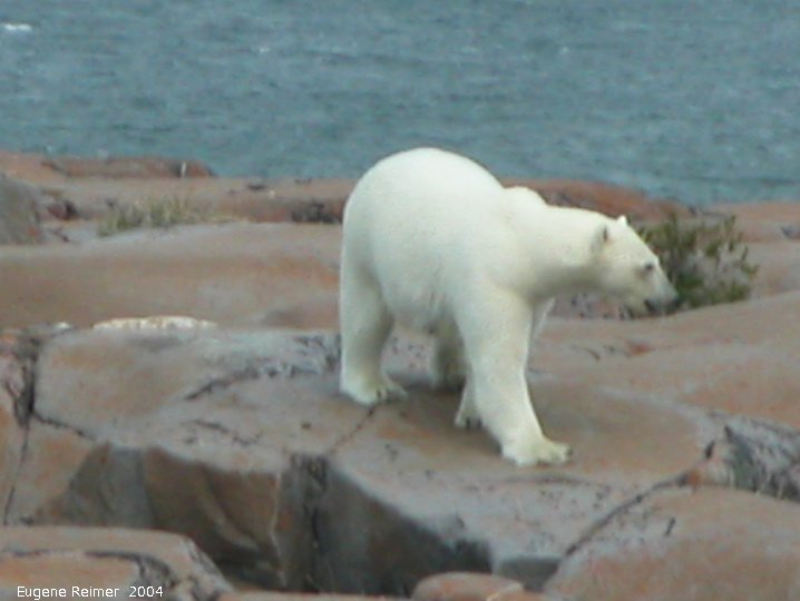 IMG 2004-Jul17 at CoastRd and side-roads:  Polar bear (Ursus maritimus) on the rocks