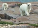 Polar bear: and cub on the rocks