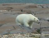 Polar bear: on the rocks