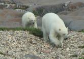 Polar bear: and cub on gravel