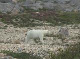 Polar bear: on gravel