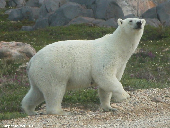 IMG 2004-Jul17 at CoastRd and side-roads:  Polar bear (Ursus maritimus) on road sniffing tighter crop