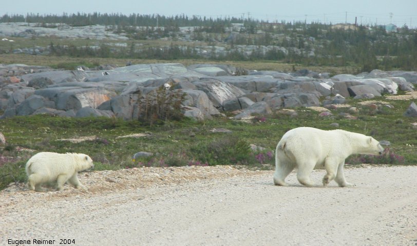 IMG 2004-Jul17 at CoastRd and side-roads:  Polar bear (Ursus maritimus) and cub crossing the road