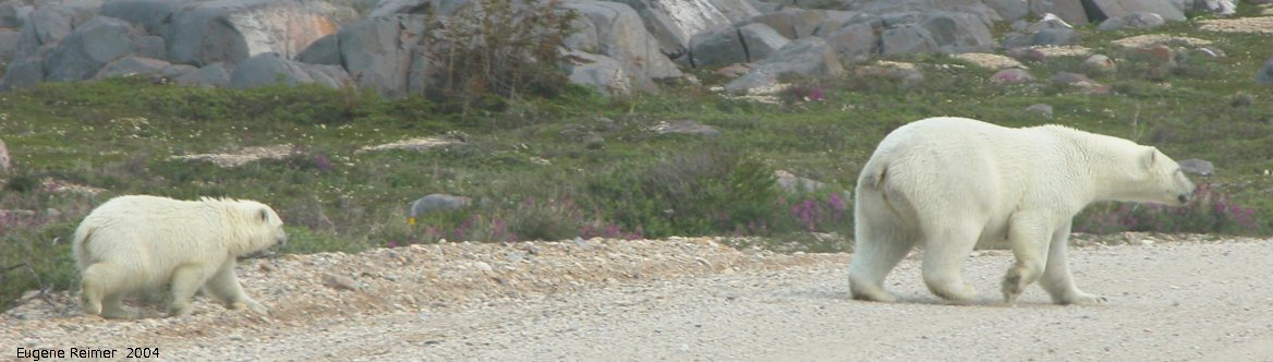 IMG 2004-Jul17 at CoastRd and side-roads:  Polar bear (Ursus maritimus) and cub crossing the road tighter crop