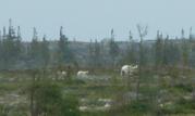 Polar bear: and 2 cubs one last far-away photo
