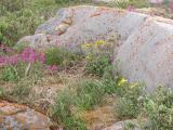 Churchill: rocks lichen wildflowers