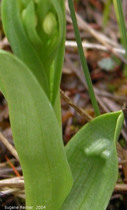 IMG 2004-Jul18 at CoastRd + GooseCreekRd:  Tall green bog-orchid (Platanthera huronensis) quirky leaf