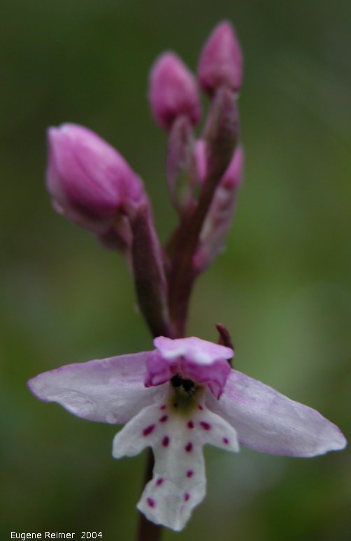 IMG 2004-Jul18 at CoastRd + GooseCreekRd:  Small round-leaf orchid (Amerorchis rotundifolia) flower