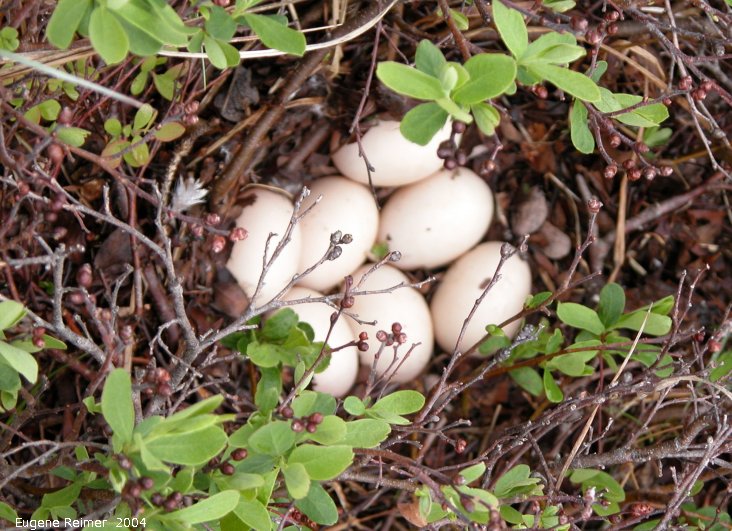 IMG 2004-Jul18 at near CNSC (afternoon):  Common merganser (Mergus merganser) nest with eggs
