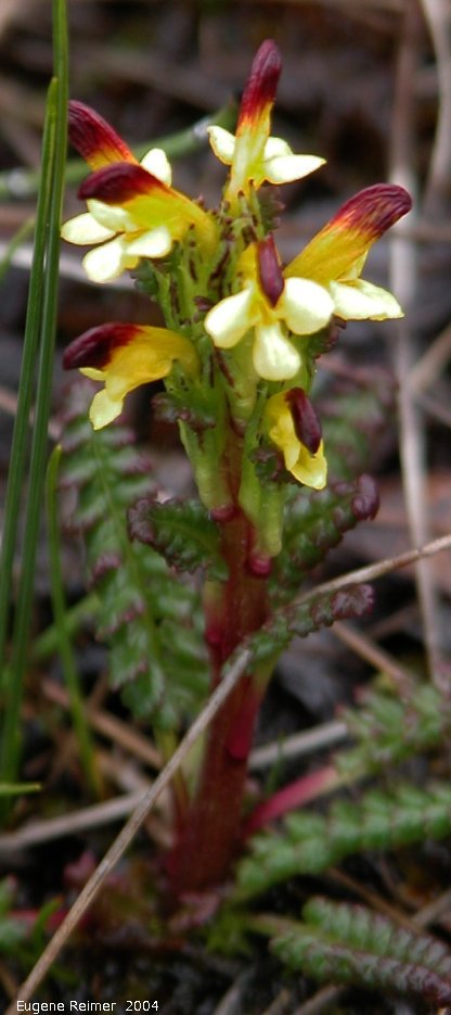 IMG 2004-Jul18 at near CNSC (afternoon):  Flame-tipped lousewort (Pedicularis flammea) plant