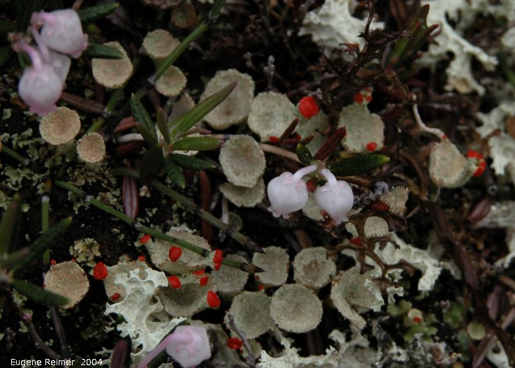 IMG 2004-Jul18 at near CNSC (afternoon):  British soldiers (Cladonia cristatella) and Pixie-cup club-lichen (Cladonia sp)