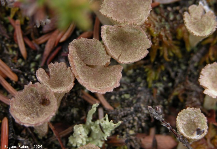IMG 2004-Jul18 at near CNSC (afternoon):  Pixie-cup lichen (Cladonia sp)