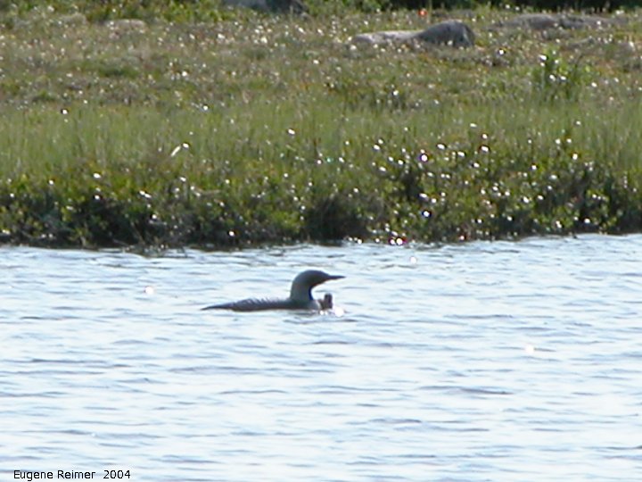 IMG 2004-Jul19 at CNSC and vicinity:  Common loon (Gavia immer) with baby loon