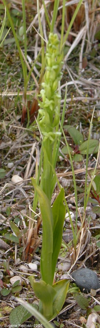IMG 2004-Jul19 at TankFarmRd:  Tall green bog-orchid (Platanthera huronensis)