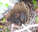 ?unidentified: bird-nest near Ithaca