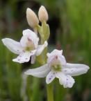 Small round-leaf orchid: white form
