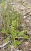 Grass-of-parnassus, Northern=Parnassia palustris var neogaea: in bud