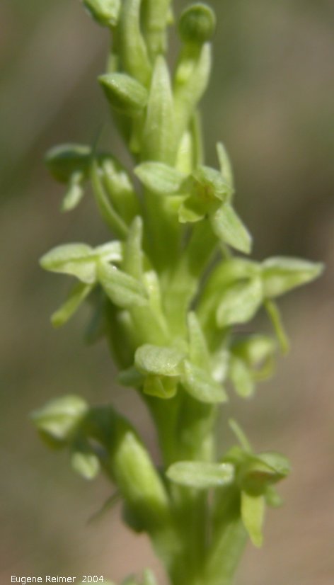 IMG 2004-Jul21 at that gravel-pit:  Green bog-orchid (Platanthera hyperborea/aquilonis/huronensis)