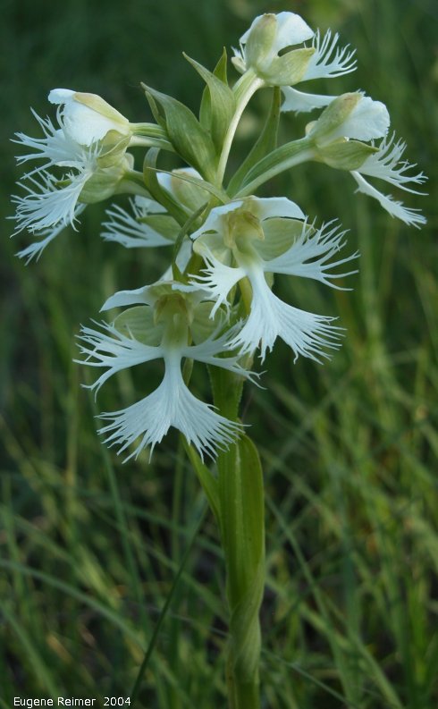 IMG 2004-Jul23 at AgassizTrail near Tolstoi:  Western prairie fringed-orchid (Platanthera praeclara) plant