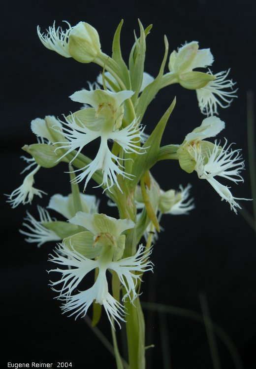 IMG 2004-Jul23 at AgassizTrail near Tolstoi:  Western prairie fringed-orchid (Platanthera praeclara) in shade
