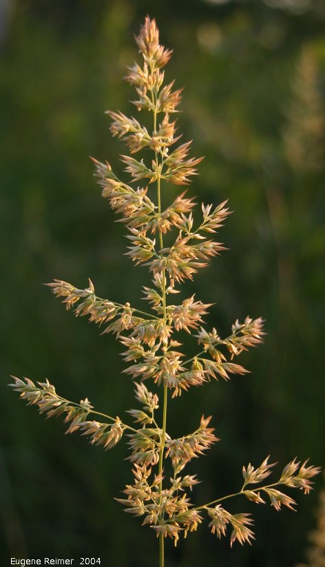 IMG 2004-Jul23 at AgassizTrail near Tolstoi:  Blue-joint grass (Calamagrostis canadensis)