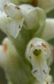 Hooded ladies-tresses: with gnats