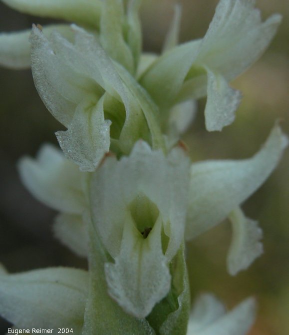 IMG 2004-Aug17 at PTH15 east of Anola:  Hooded ladies-tresses (Spiranthes romanzoffiana) closeup