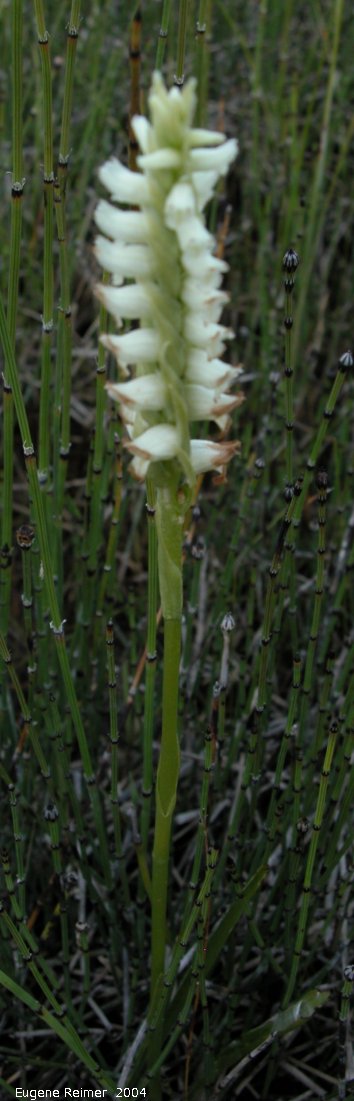 IMG 2004-Aug17 at PTH15 east of Anola:  Hooded ladies-tresses (Spiranthes romanzoffiana) plant