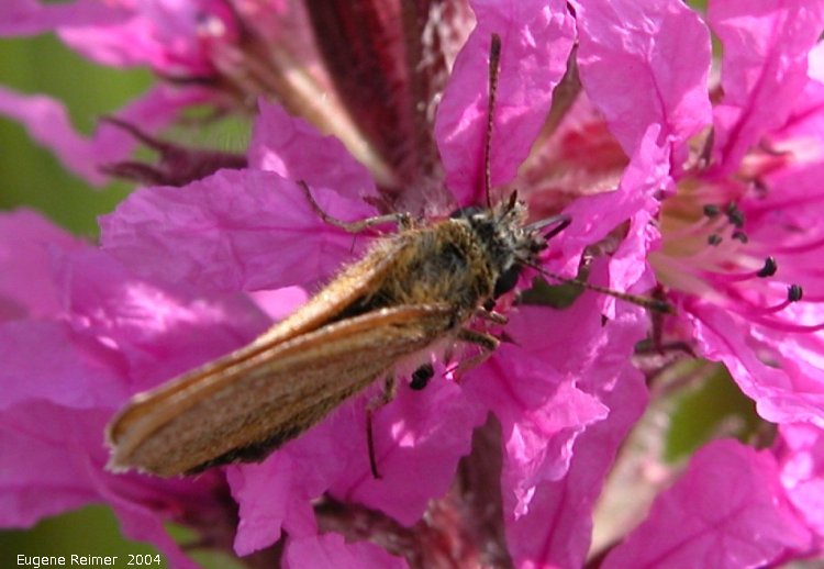 IMG 2004-Aug17 at PTH15 east of Anola:  Skipper (Hesperiidae sp) on Purple loosestrife (Lythrum salicaria)