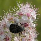 Trichiotinus assimilis=a flower beetle: on Meadowsweet=Spiraea~alba