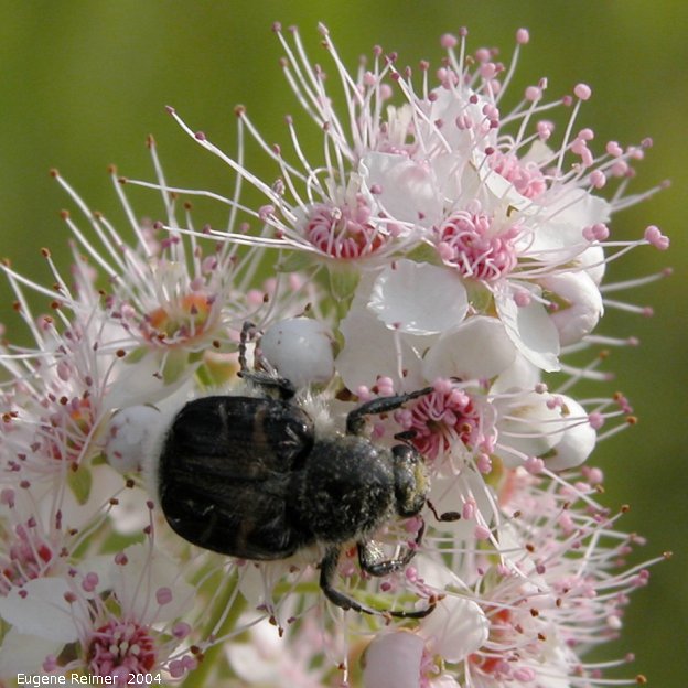 IMG 2004-Aug17 at near LewisBog:  Bee-mimic flower-beetle (Trichiotinus assimilis) on Meadowsweet (Spiraea alba)