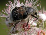Trichiotinus assimilis=a flower beetle: on Meadowsweet=Spiraea~alba