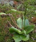 Round-leaved rein-orchid: pods and old-pods