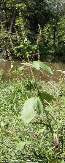IMG 2004-Aug28 at Bunn's Creek Park:  False ragweed (Cyclachaena xanthifolia)