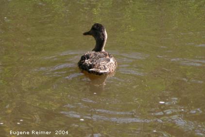 IMG 2004-Aug28 at Bunn's Creek Park:  Wood duck (Aix sponsa) female