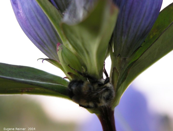 IMG 2004-Sep01 at Tolstoi-TGPP:  besotted Bumblebee (Bombus sp) on Closed bottle-gentian (Gentiana andrewsii)